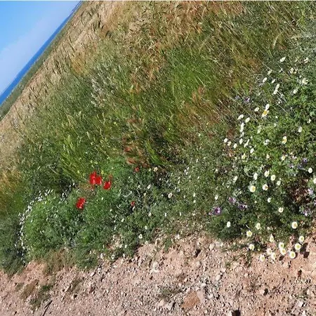 Olive Istra Appartamento *